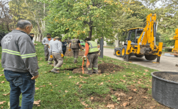 GÜLHANE’DE KURUYAN 56 AĞAÇ YERİNE YENİ AĞAÇLAR DİKİLDİ