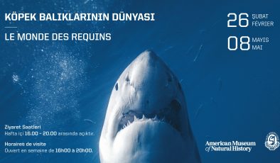ABD’nin Ünlü “Köpek Balıklarının Dünyası” Sergisi Saint-Joseph Lisesi’nde